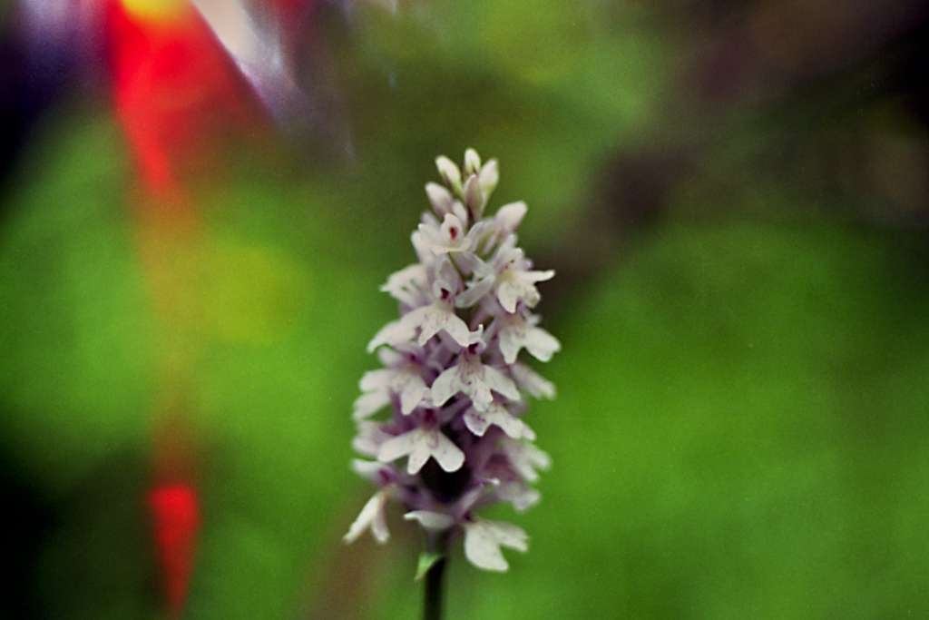 Dactylorhiza Fuchsii - Podolanky

