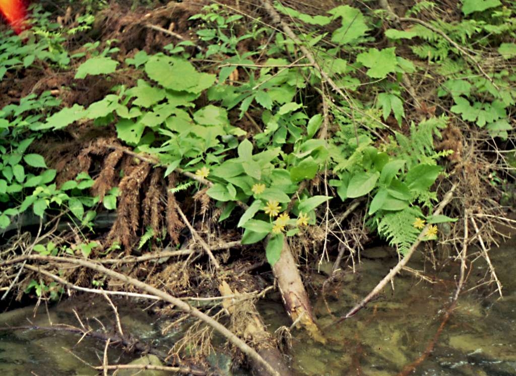 Doronicum austriacum - Podolanky
