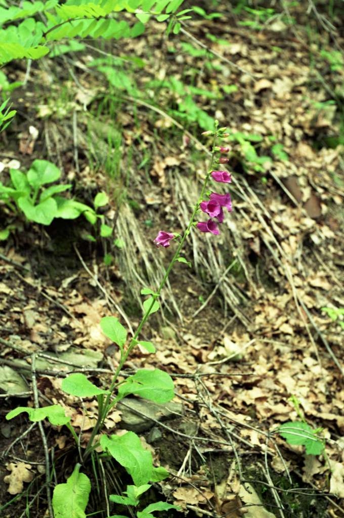 Digitalis purpurea - Metylovice
