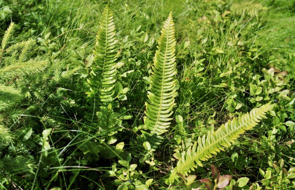Blechnum spicant - Podolanky
