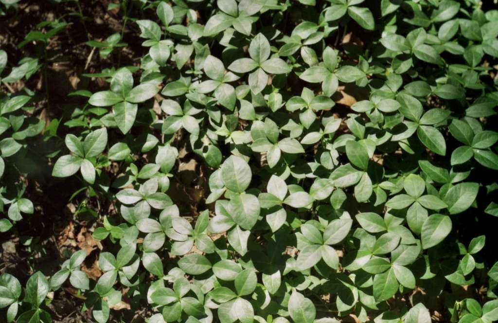 Vinca minor - Kozlovická hora
