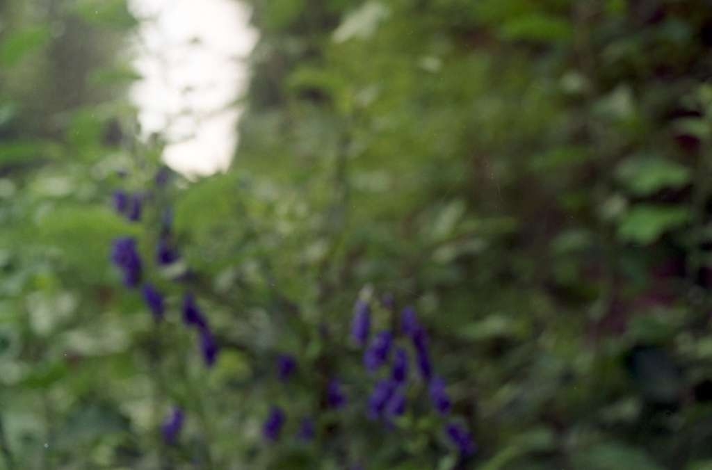 Aconitum sp. - Podolanky
