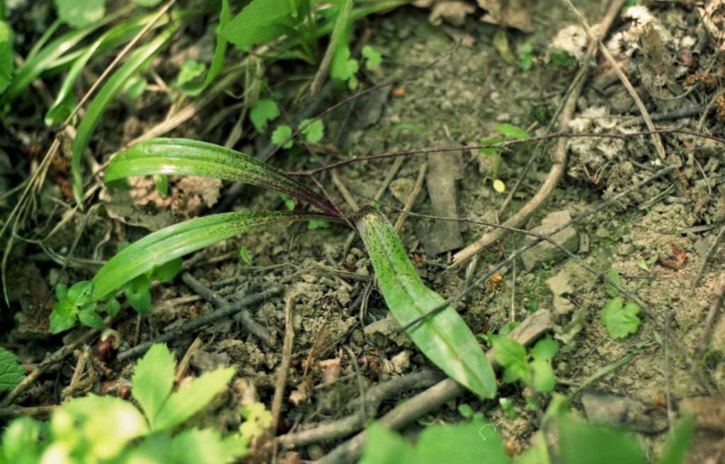 Orchis mascula - Metylovice, Plankův les
