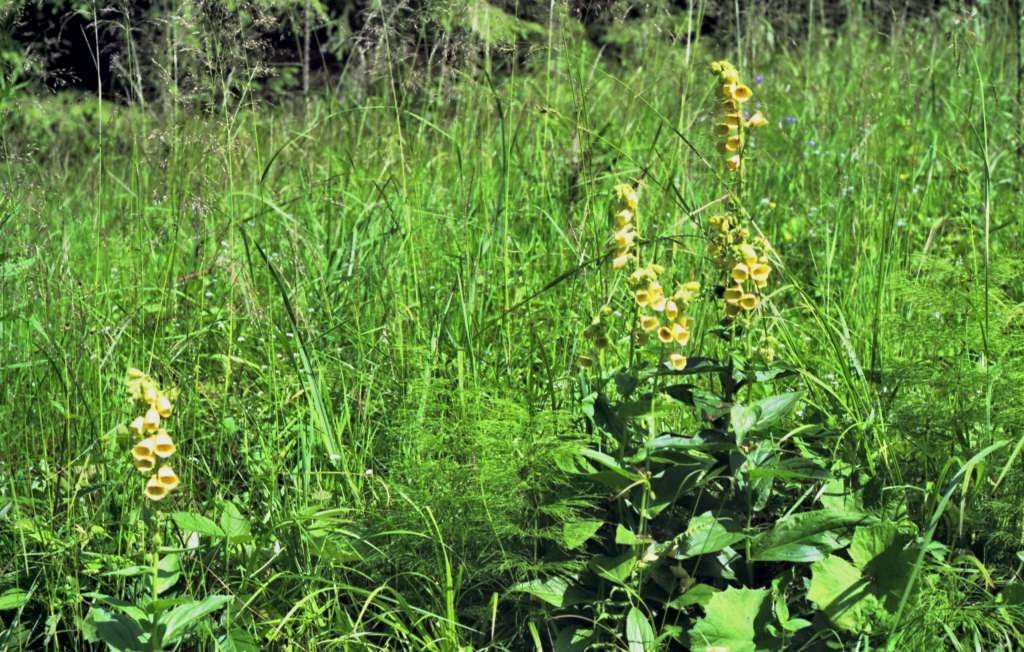Digitalis grandiflora - Podolanky

