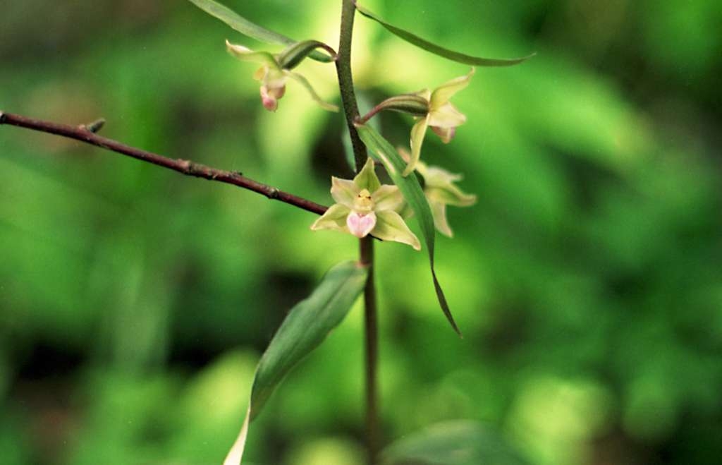 Epipactis purpurata - Palkovice, Kůty
