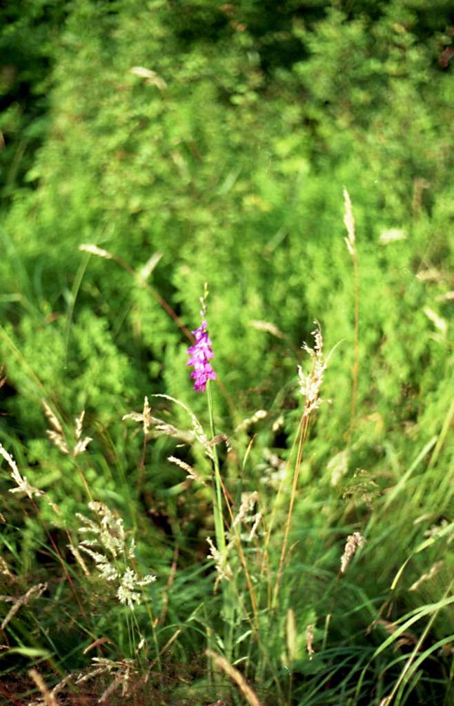 Gladiolus imbricatus -  Metylovice, Horečky
