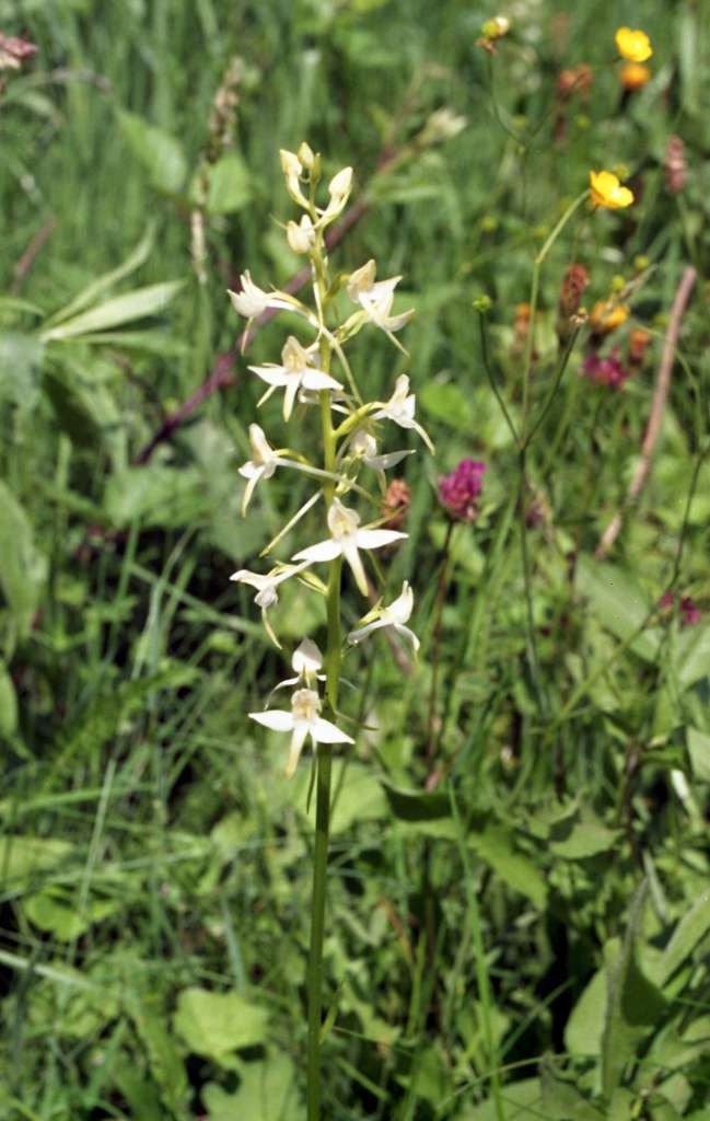 Platanthera bifolia - Metylovice, Za Vlčkem
