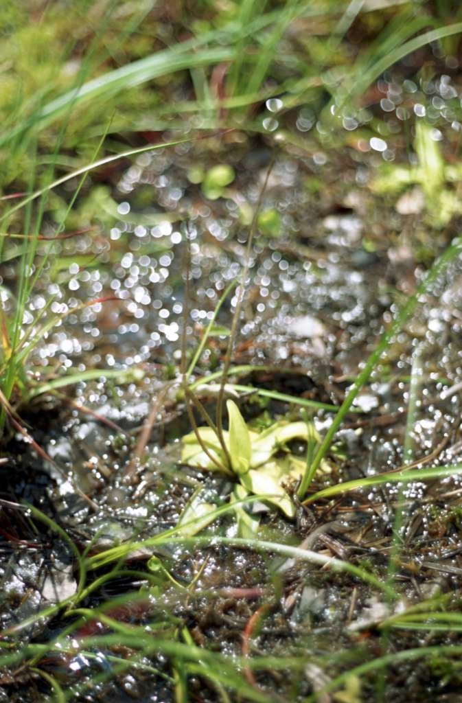 Pinguicula vulgaris - Rybníky
