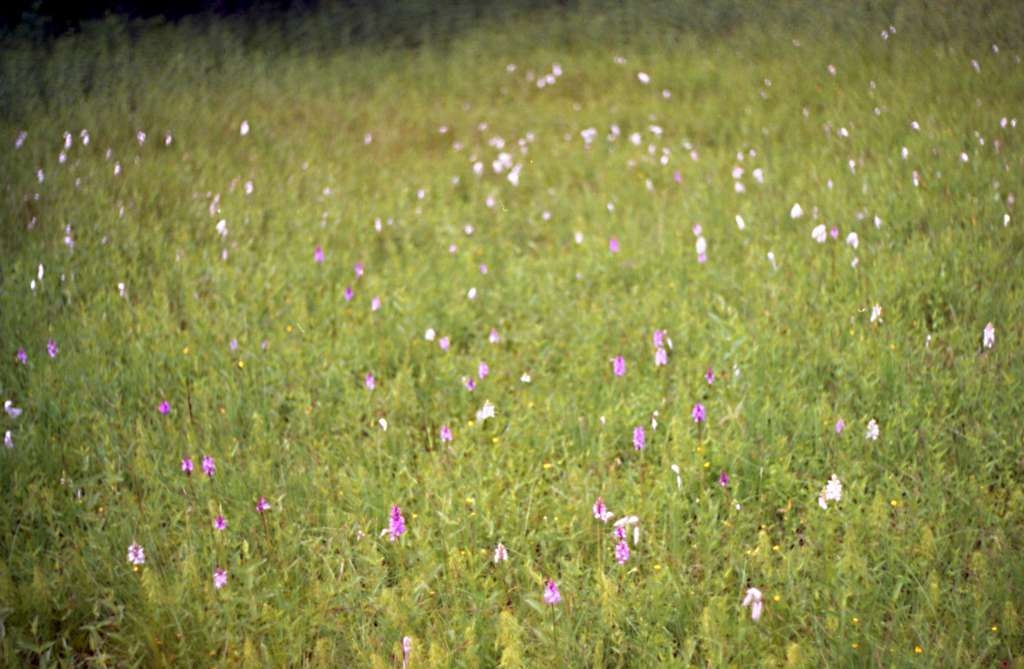 Dactylorhiza Fuchsii - Rybníky 
