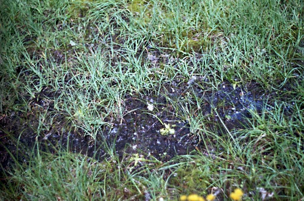 Pinguicula vulgaris - Rybníky
