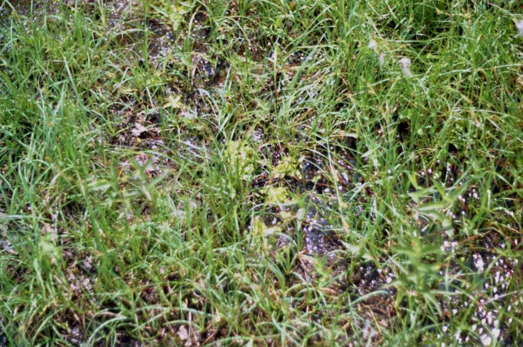 Pinguicula vulgaris - Rybníky
