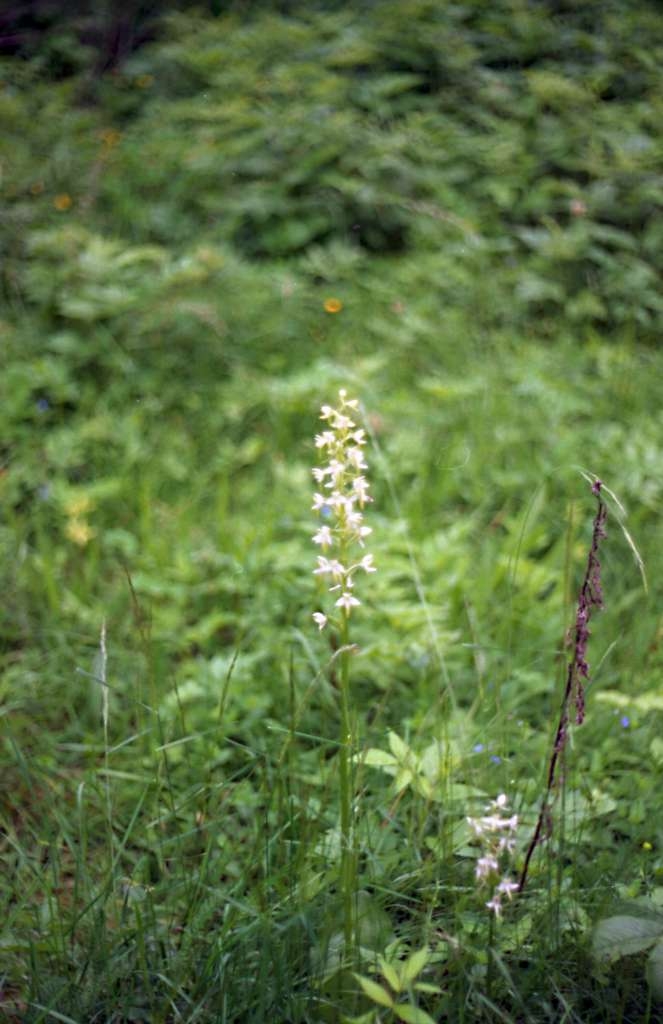 Platanthera bifolia - Metylovice, Břízky

