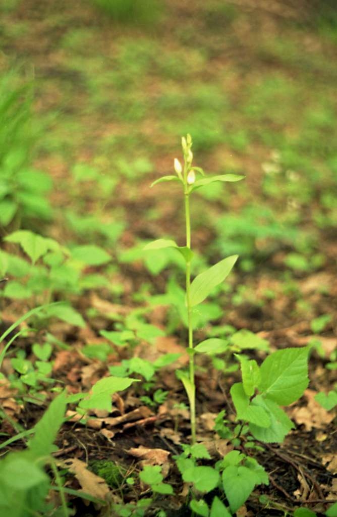 Cephalanthera damasonium - Čupek
