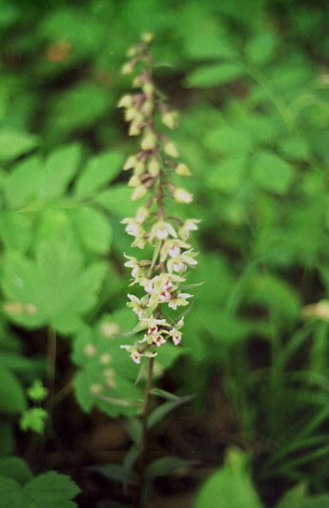 Epipactis purpurata - Kůty
