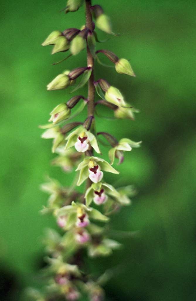 Epipactis purpurata - Kůty
