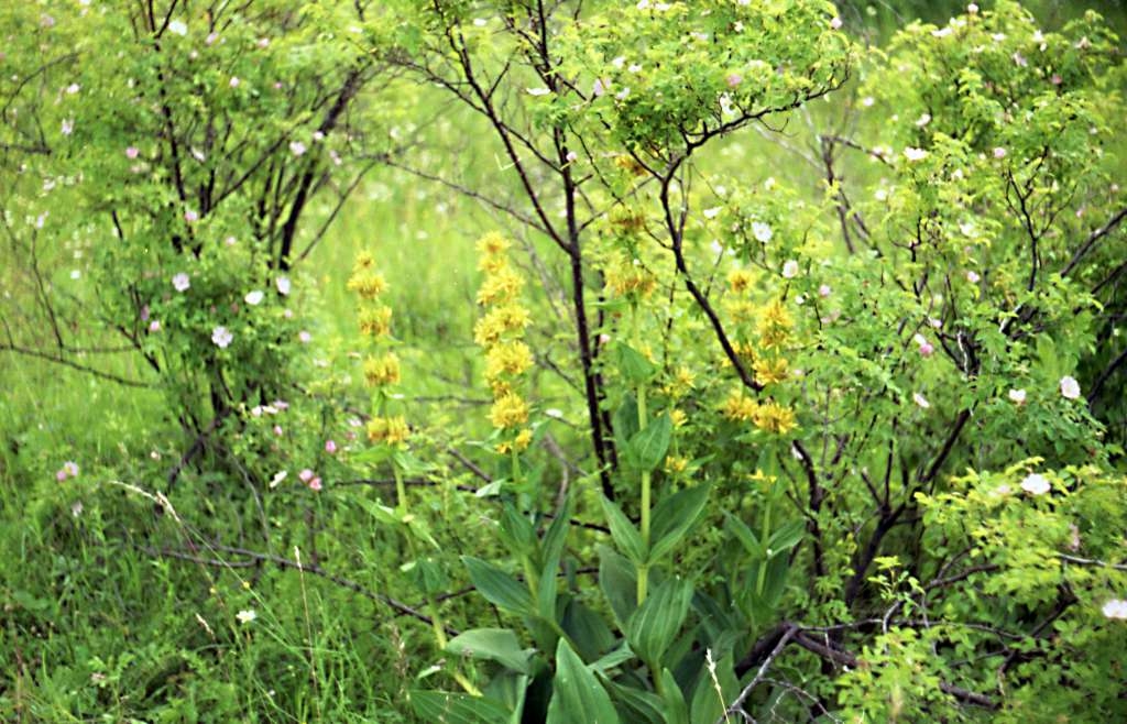 Gentiana lutea - Kamenná
