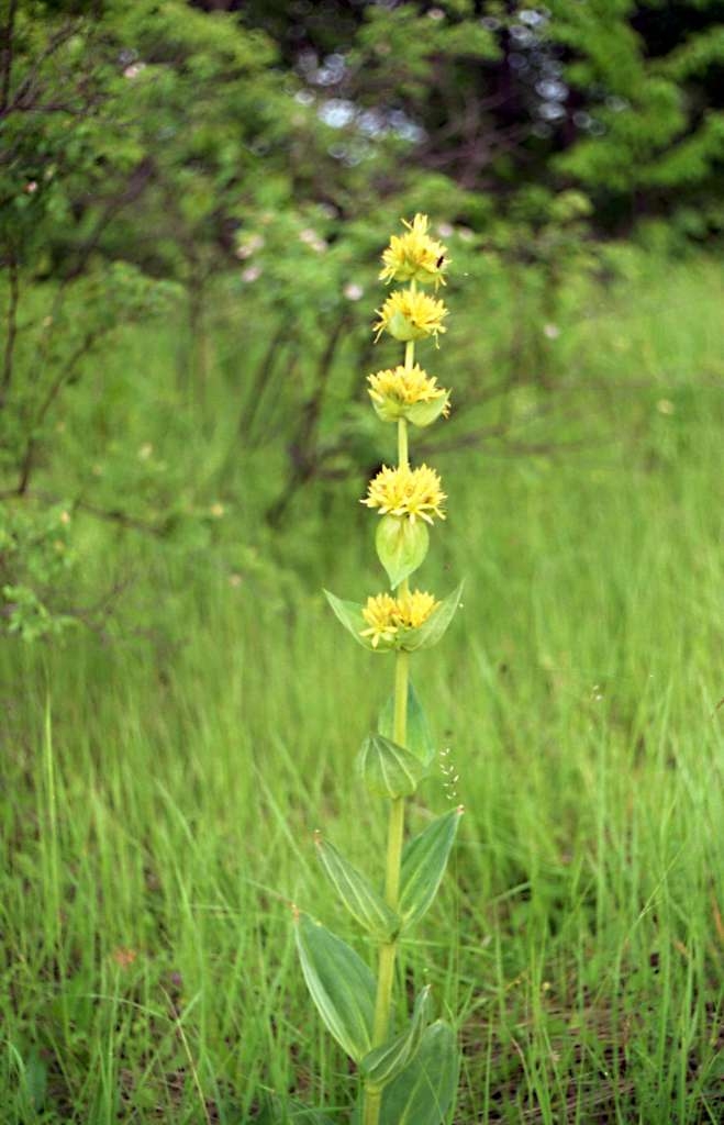 Gentiana lutea - Kamenná
