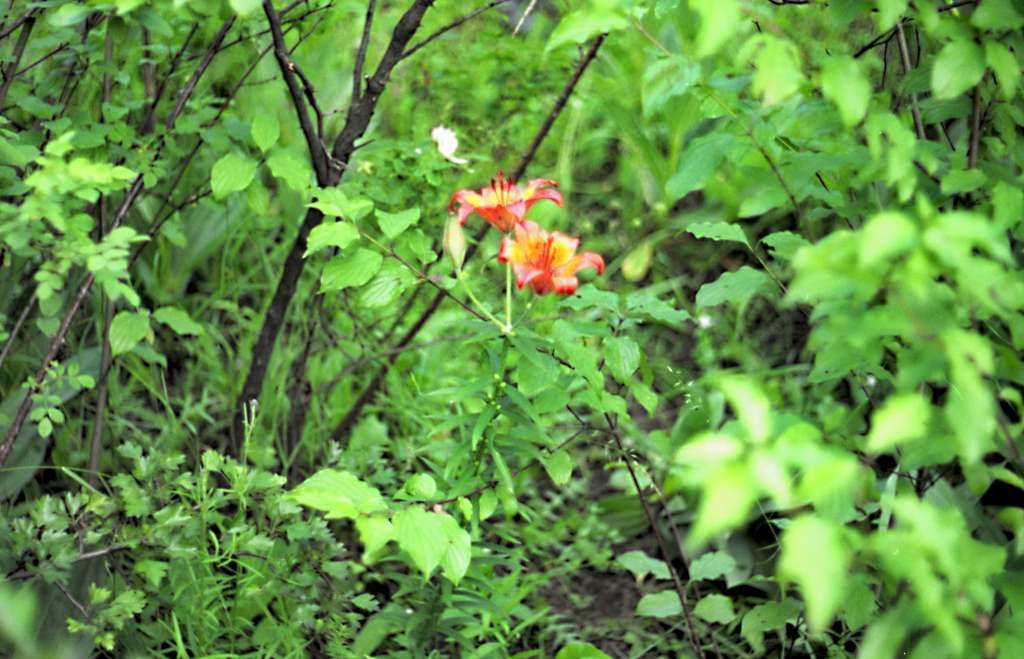 Lilium bulbiferum - Kamenná

