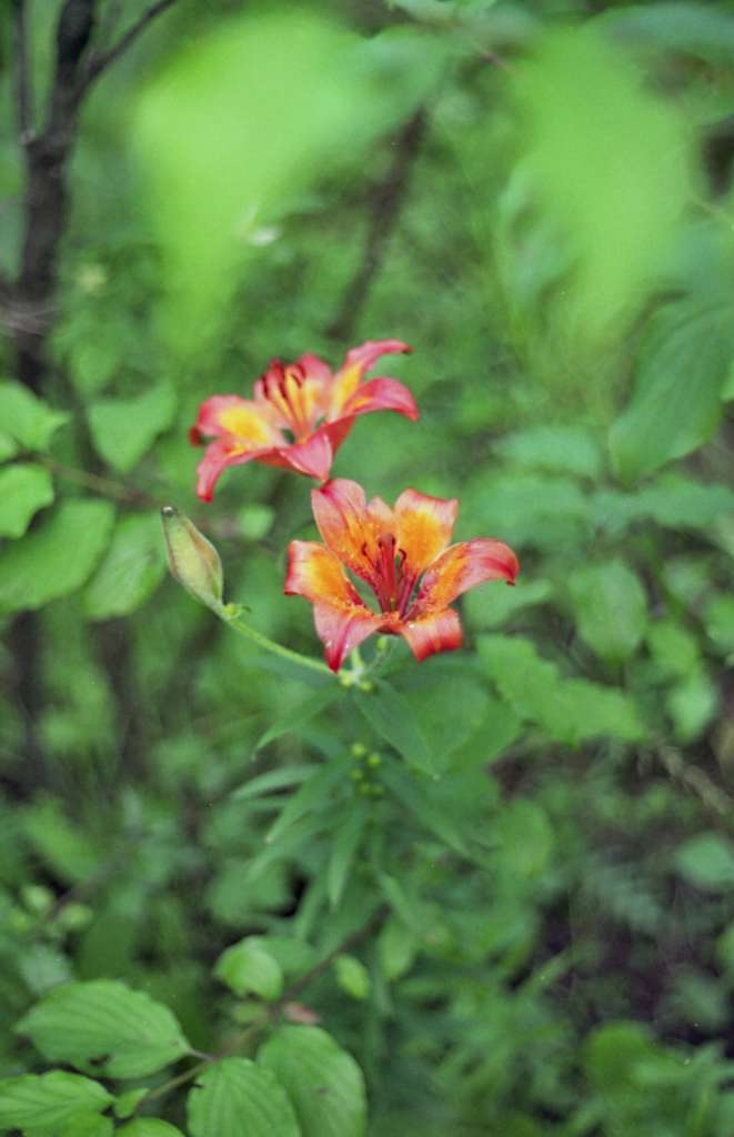Lilium bulbiferum - Kamenná
