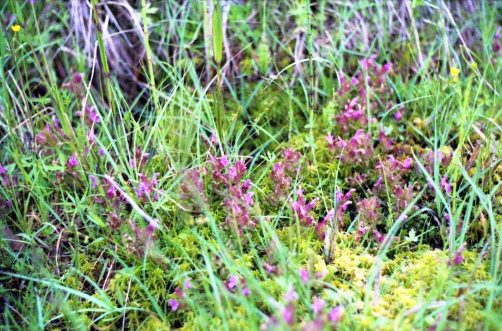 Pedicularis sylvatica - Obidova

