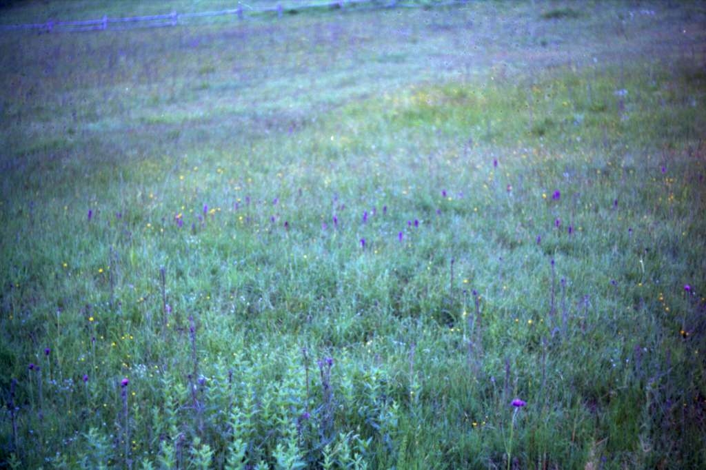 Dactylorhiza majalis - Obidova
