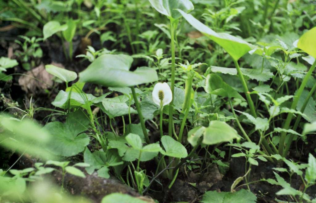Calla palustris - Vlček
