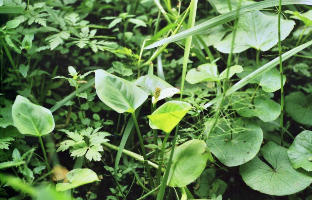 Calla palustris - Vlček
