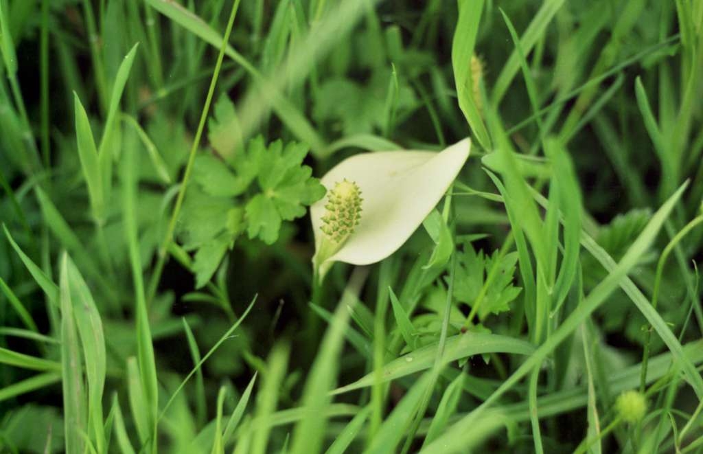 Calla palustris - Vlček
