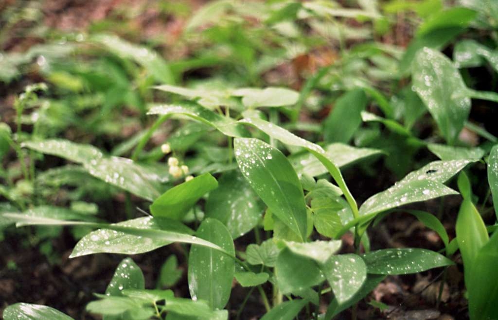 Convallaria majalis - Místecký les
