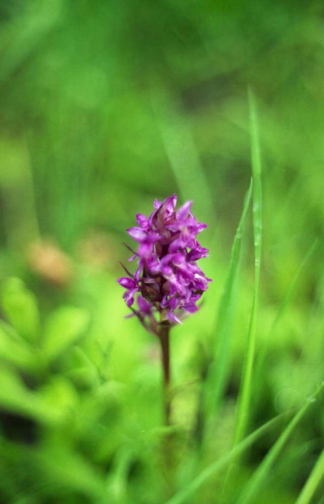 Dactylorhiza majalis - Místecký les
