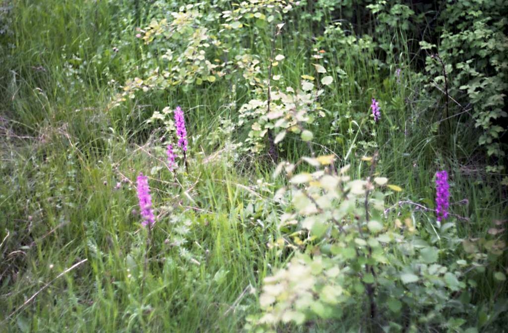 Orchis mascula - Čupek
