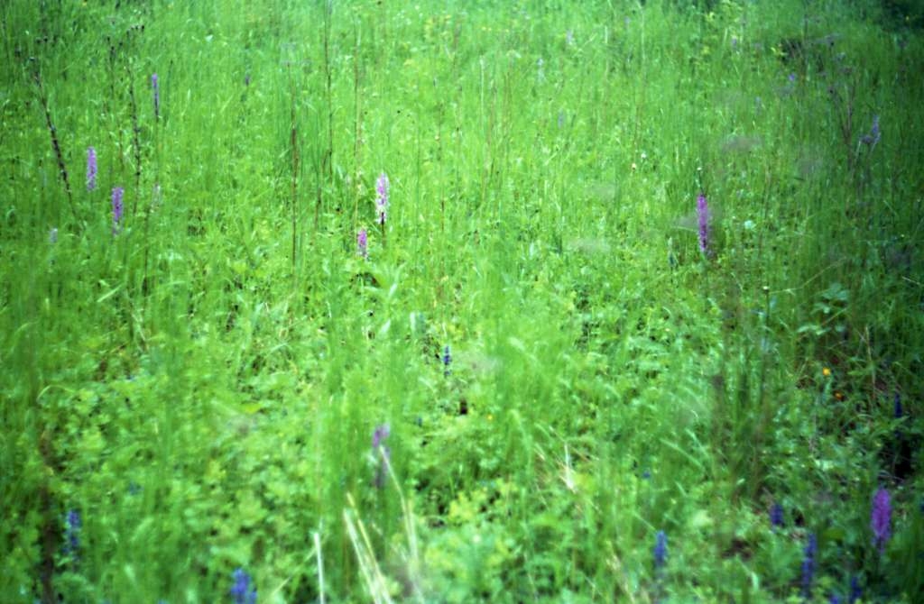 Orchis mascula - Čupek
