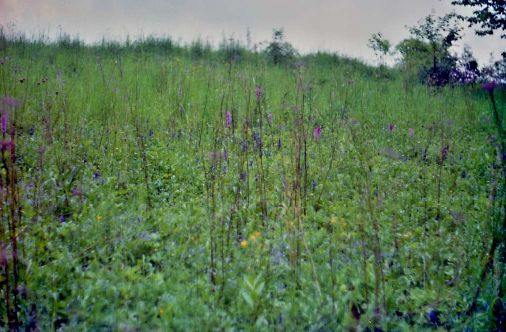 Orchis mascula - Čupek
