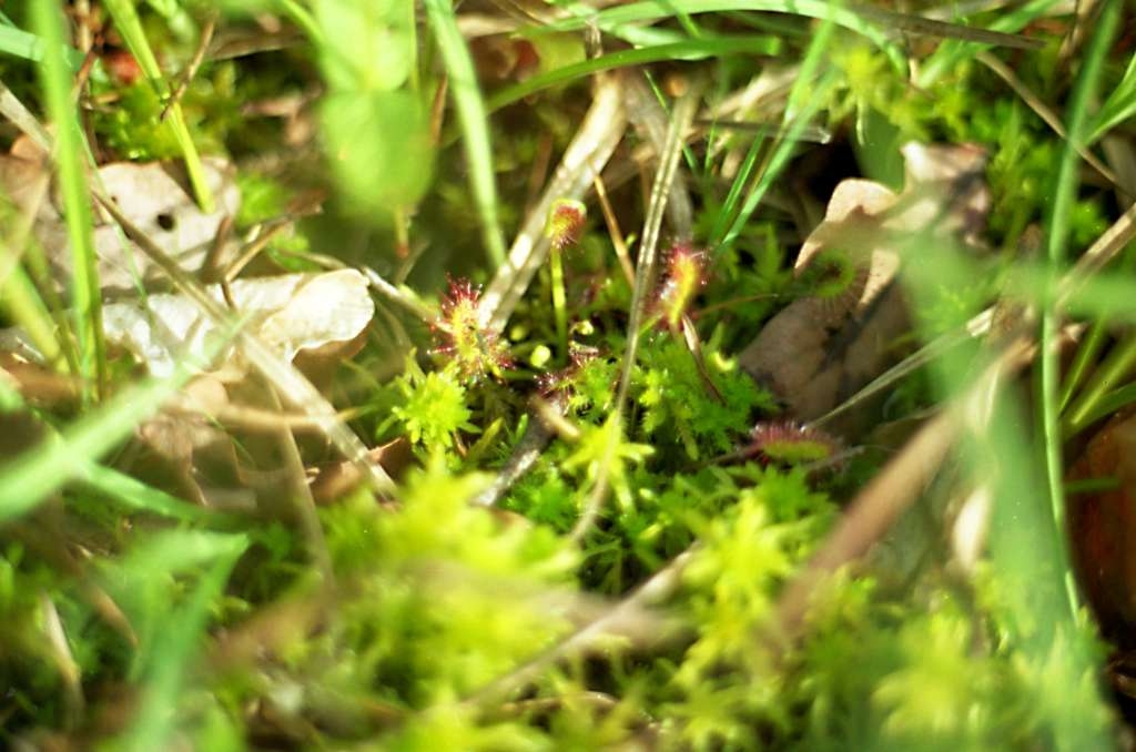 Drosera rotundifolia - Rybníky

