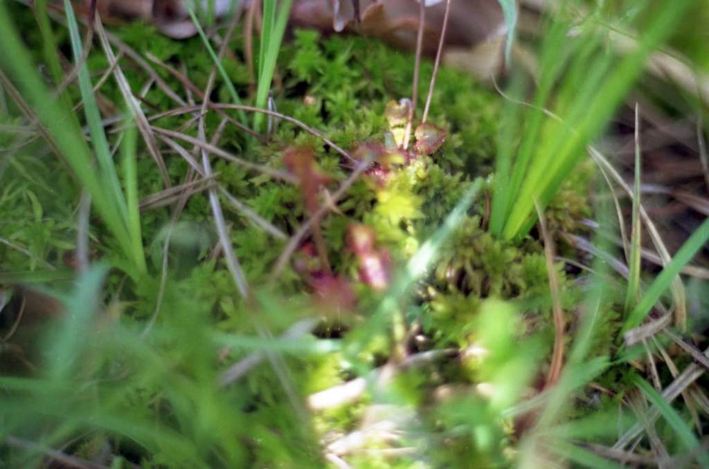 Drosera rotundifolia - Rybníky
