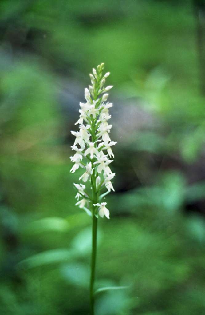 Dactylorhiza Fuchsii - Podolanky
