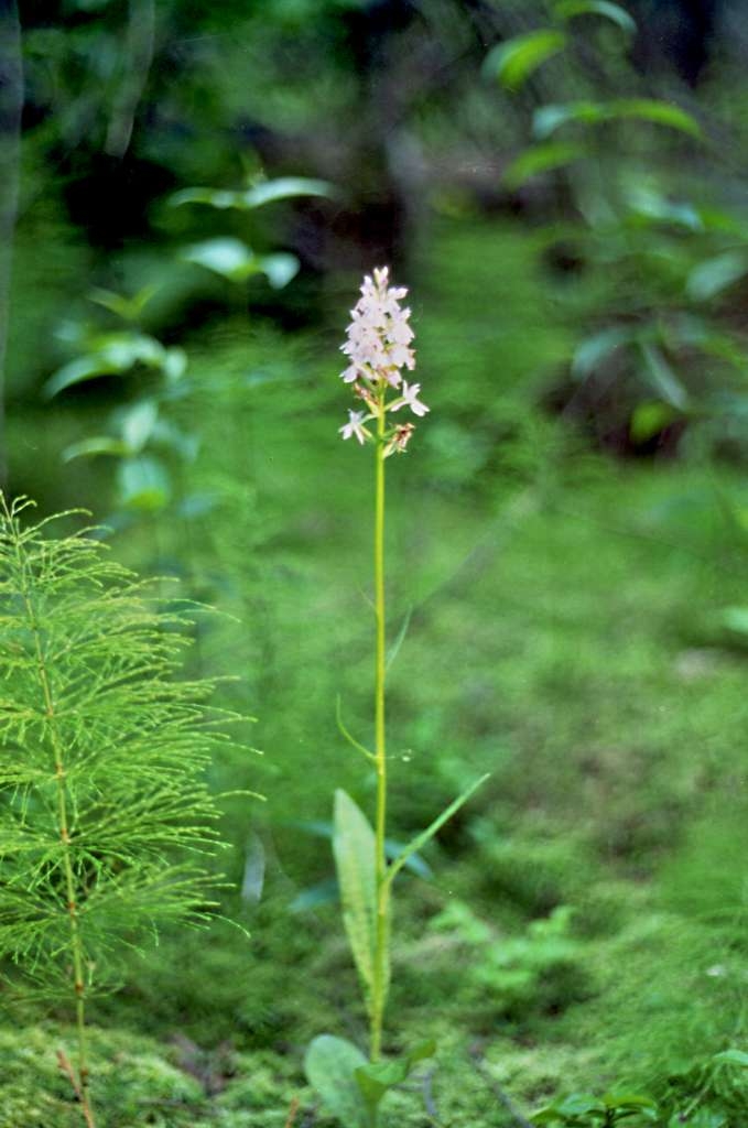Dactylorhiza Fuchsii - Podolanky
