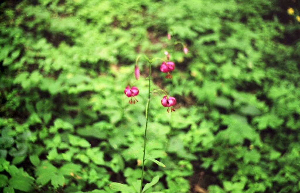 Lilium martagon - Okrouhlá
