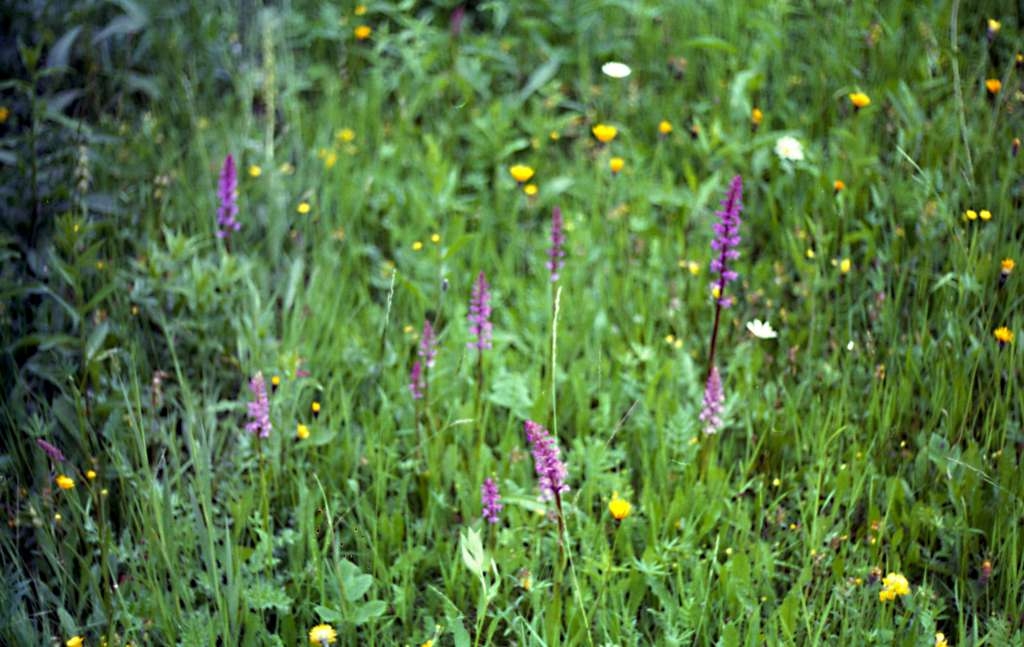 Gymnadenia conopsea - Zlatník
