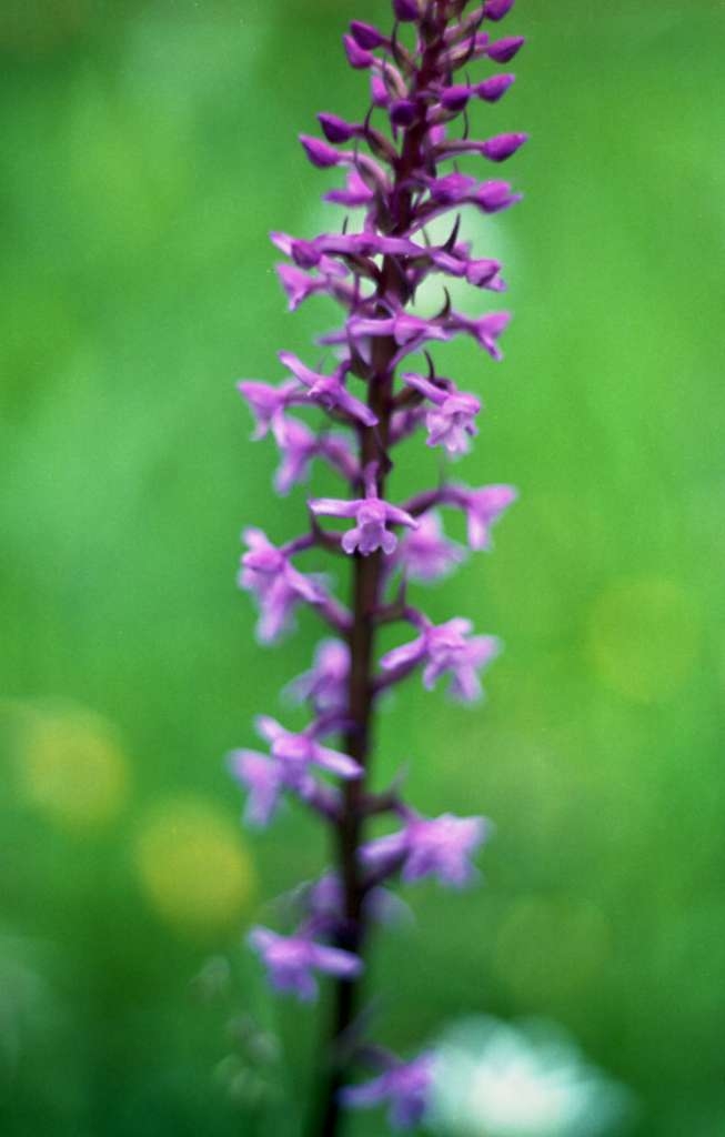 Gymnadenia conopsea - Zlatník
