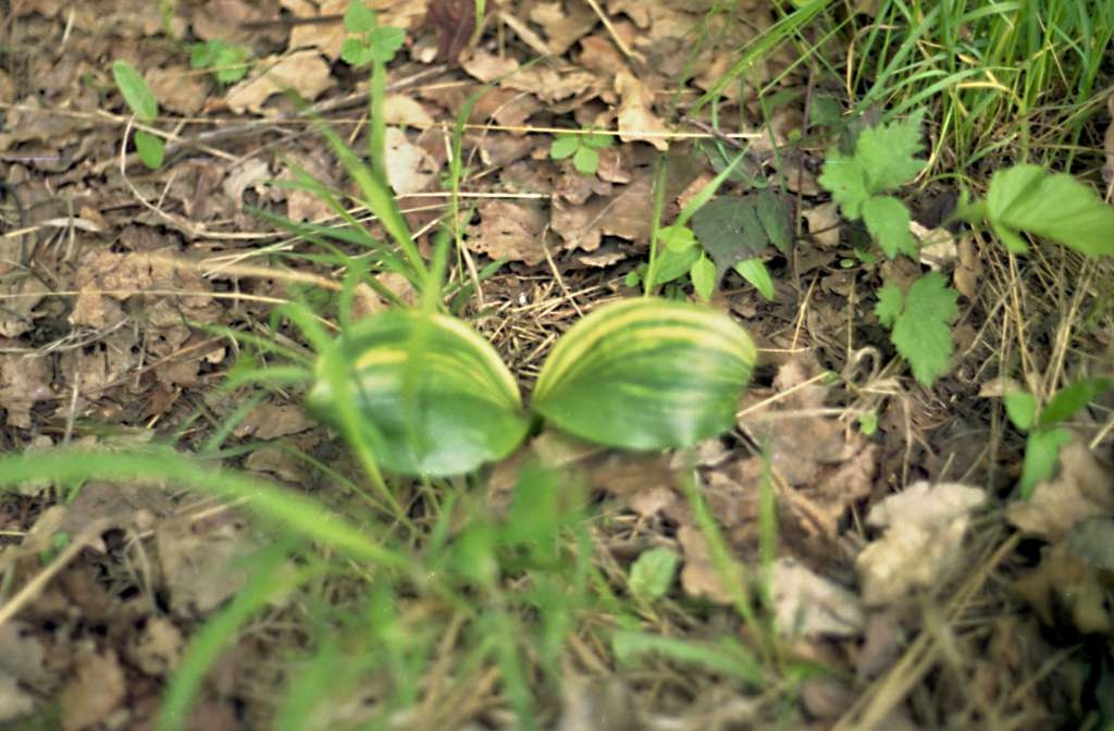 Platanthera chlorantha - Palkovice

