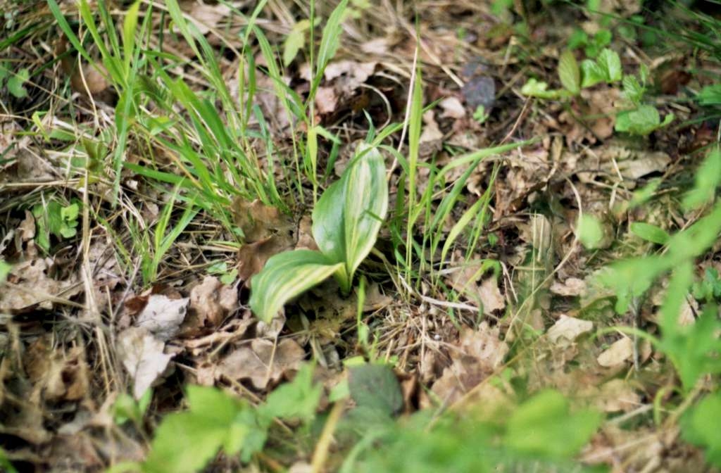 Platanthera chlorantha - Palkovice
