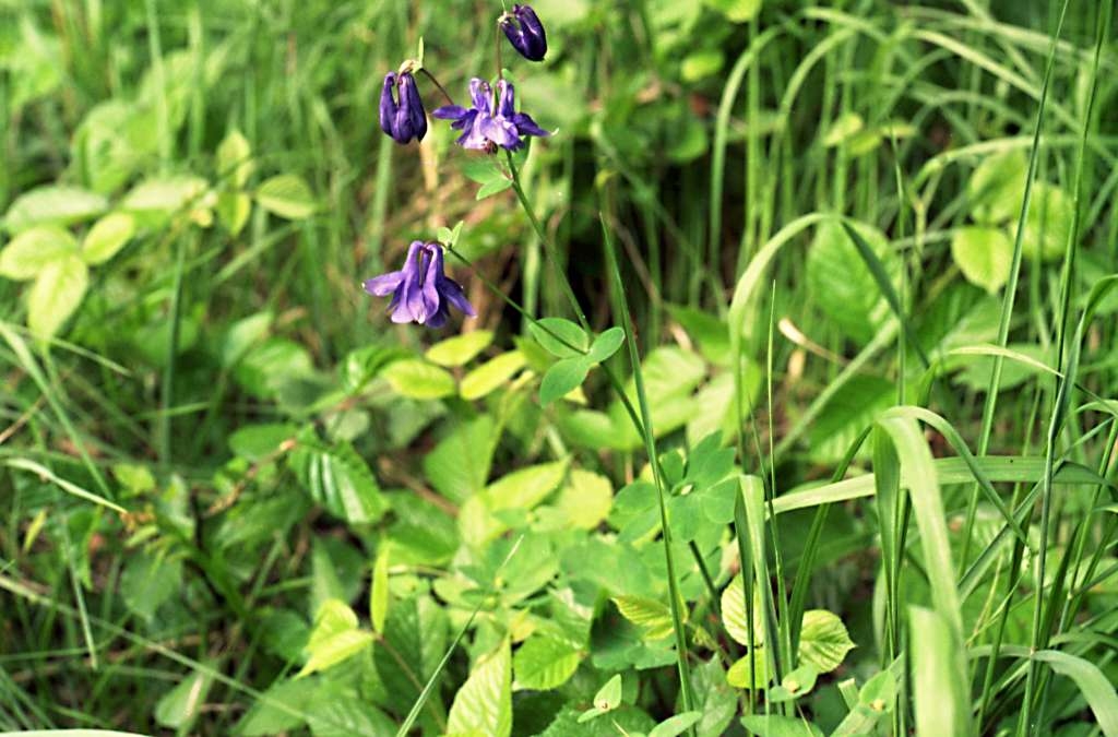 Aquilegia vulgaris - Palkovice, Kůty
