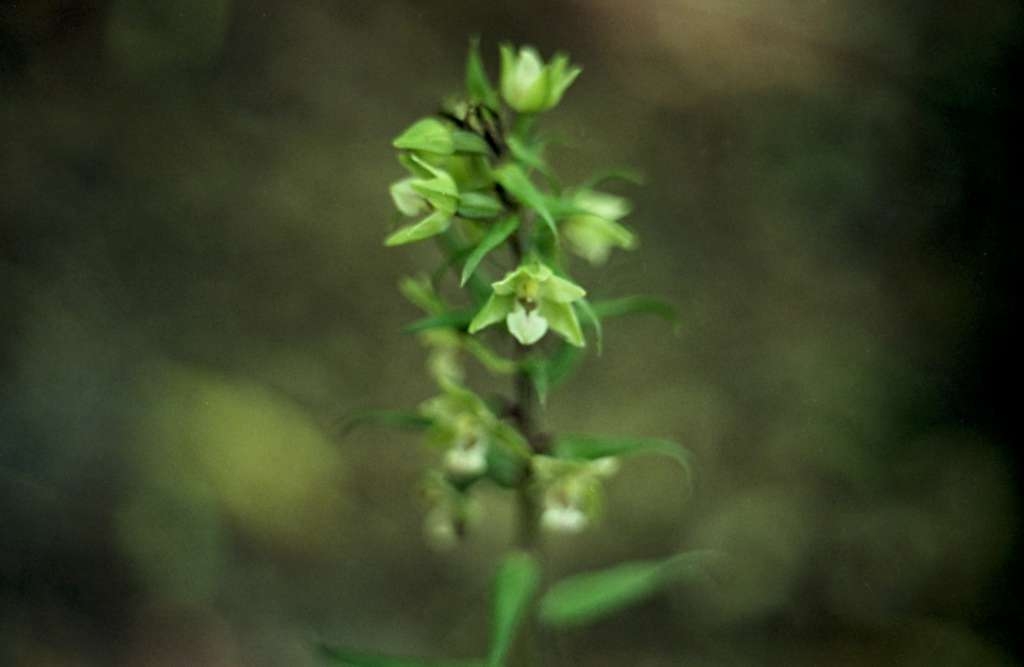 Epipactis albensis - Dobrá 
