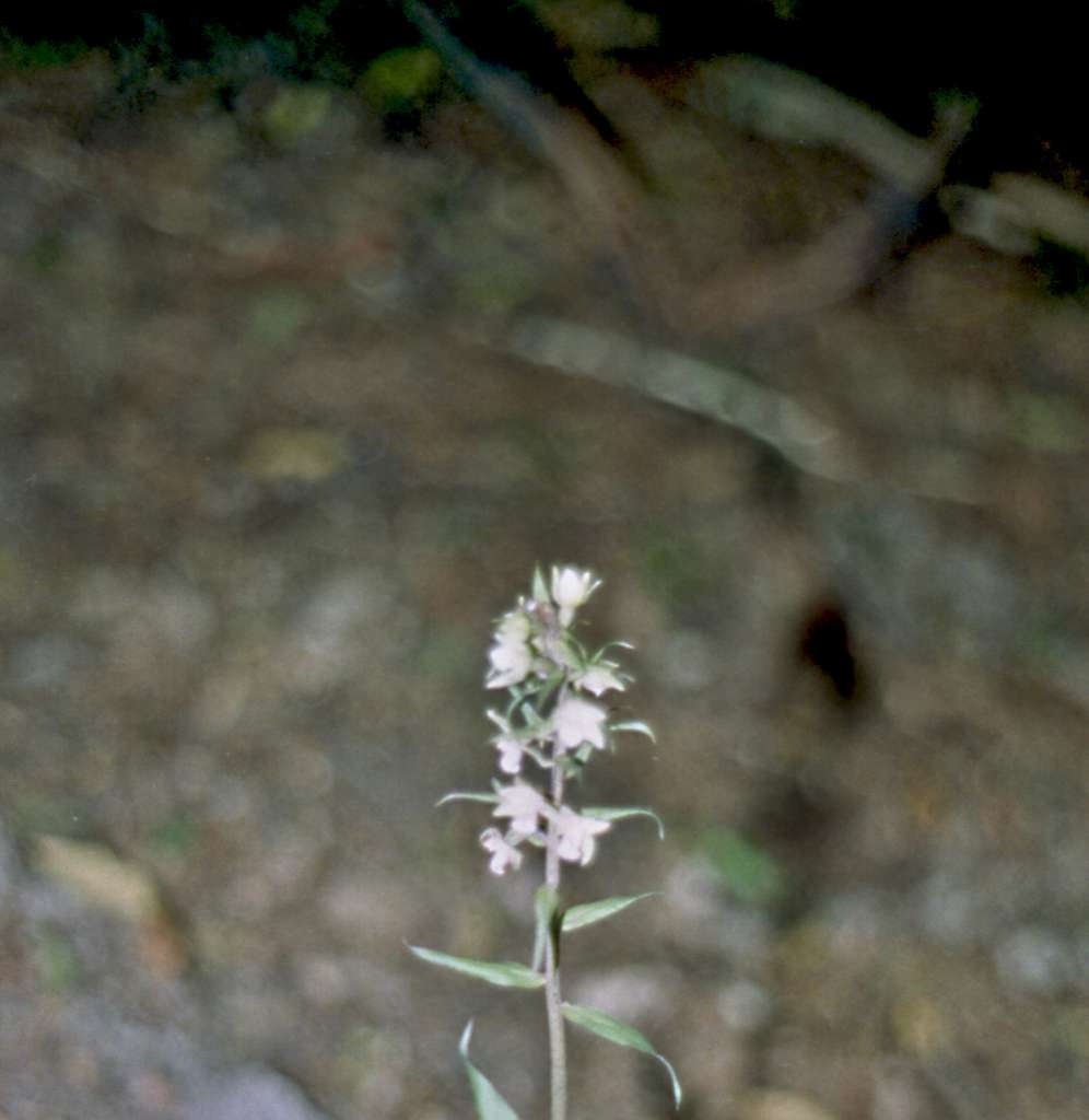 Epipactis albensis - Dobrá 
