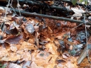 Název souboru=20171126_115455-1024.jpg
Velikost souboru=524KB
Rozměry=1024x768
Datum přidání=26. Listopad 2017 20171126_115455-1024.jpg