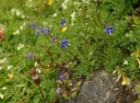 IMGP0047-1024~1.jpg