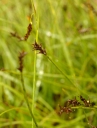 IMGP0116-1024~1.jpg