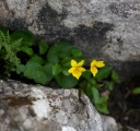 IMGP0195-1024~1.jpg