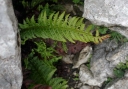 IMGP0205-1024~0.jpg